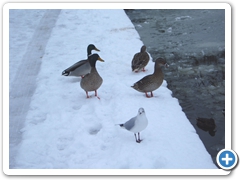 Group of Ducks contemplate the Mill Pond Photo-Mark Woolmer